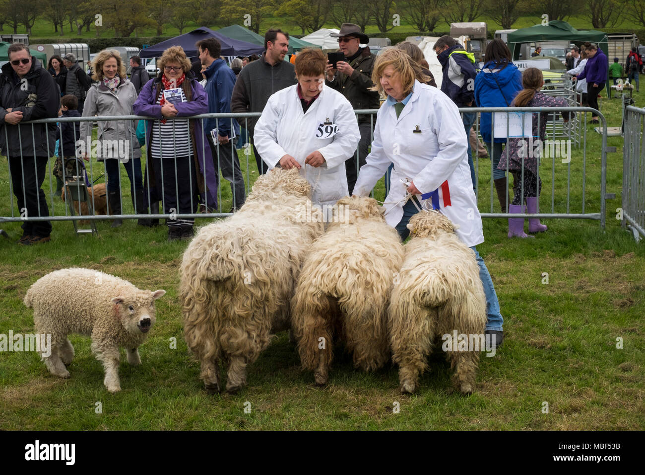 North Somerset voir juger de mouton et agneau dans le ring d'exposition Banque D'Images