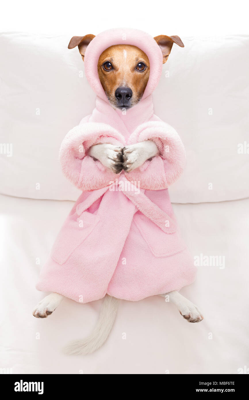 Funny cool chien Jack Russell et vous reposer dans le salon spa wellness centre, vêtu d'un peignoir Banque D'Images