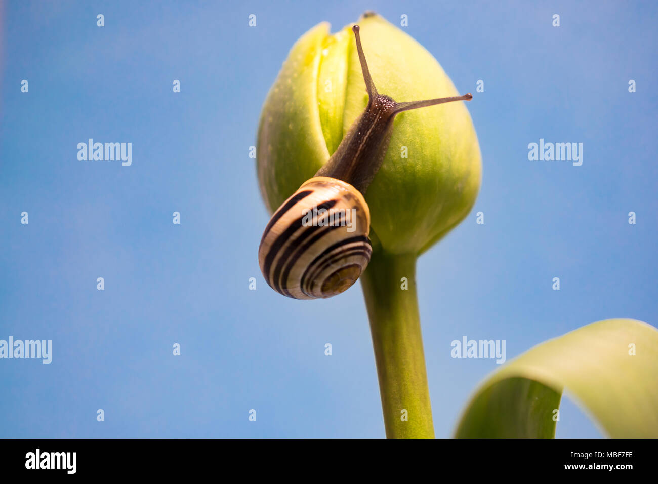 Sur l'escargot d'une tulipe Banque D'Images