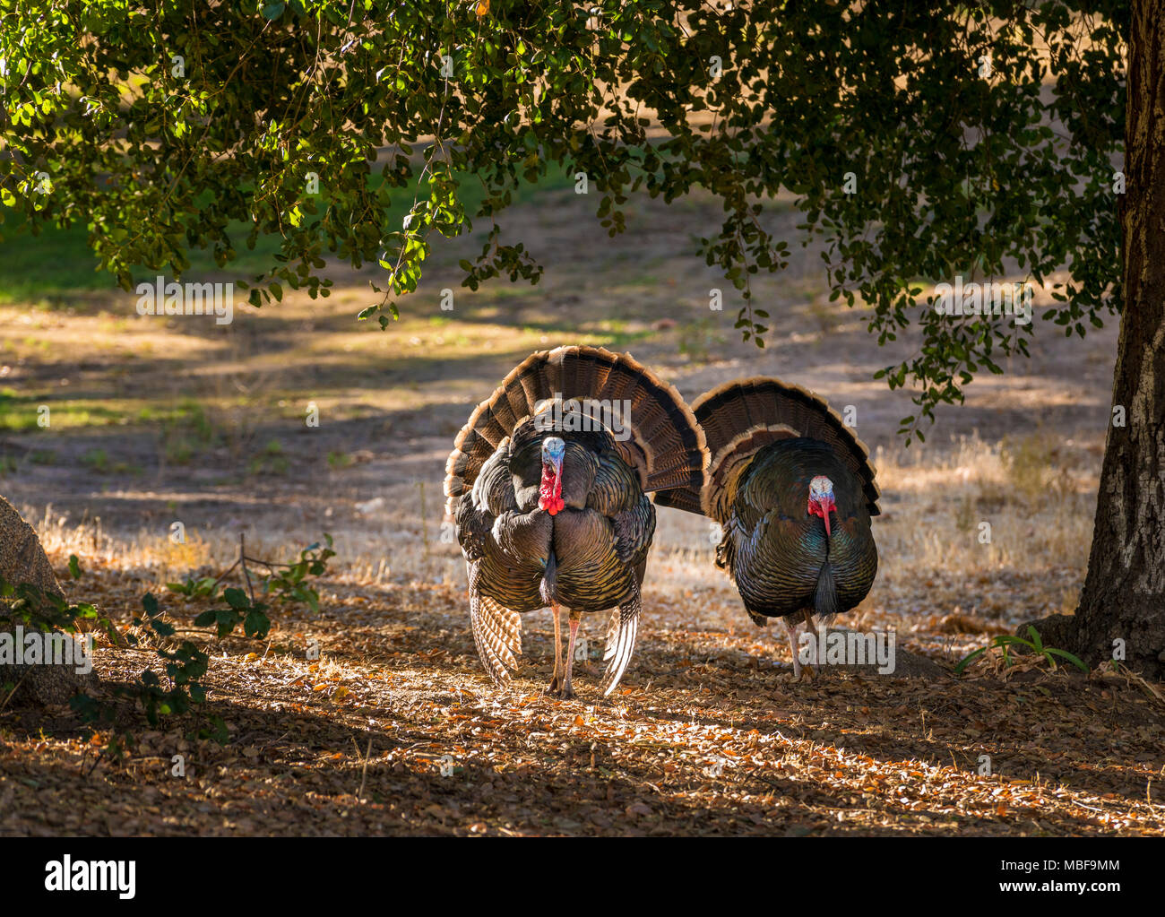 Dindes sauvages mâles (Meleagris gallopavo) oiseaux montrant et se battant avec des plumes de queue en éventail à l'extérieur, États-Unis Banque D'Images