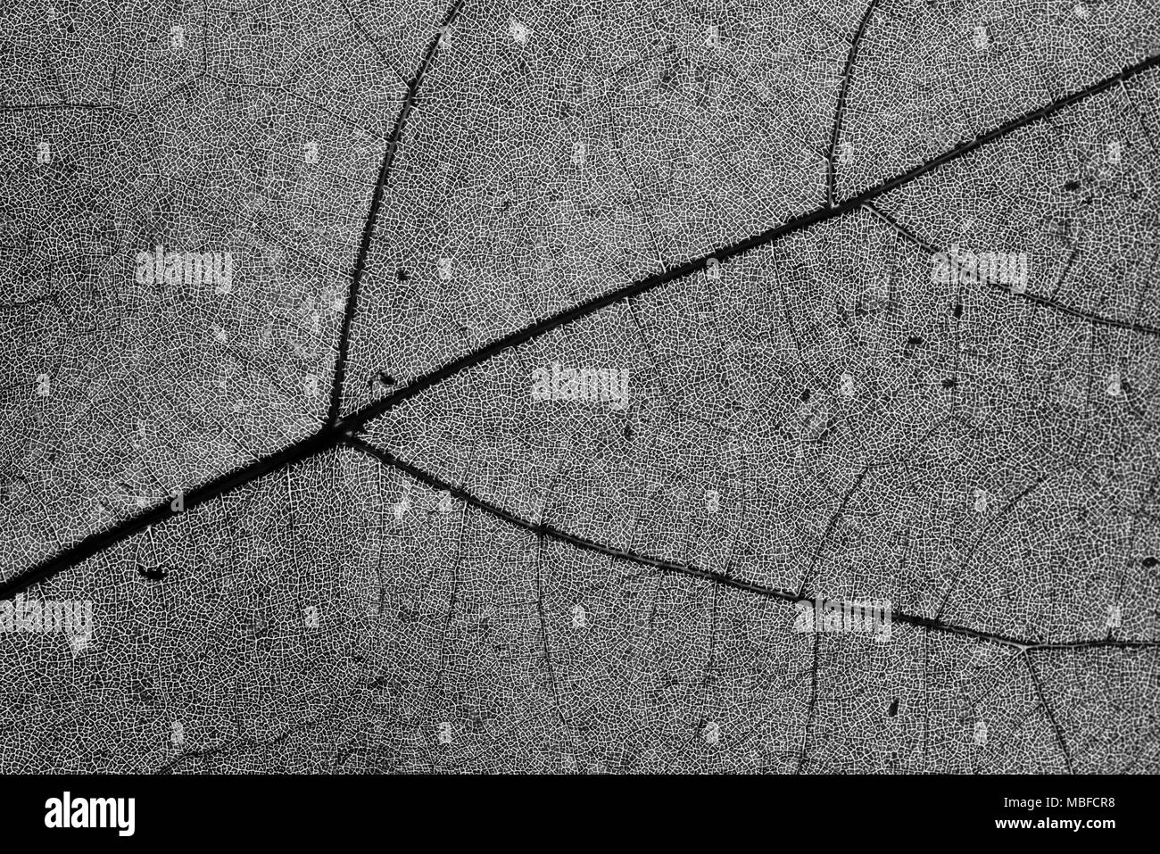 Les feuilles des arbres divers structure surface rétro-éclairage macro closeup Banque D'Images
