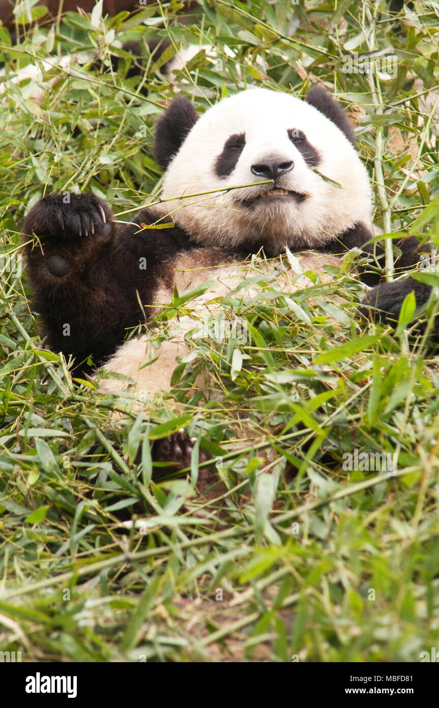 Chengdu, Chine, Asie, Grand Panda Research Center, Panda Géant, Ailuropoda melanoleuca, Banque D'Images