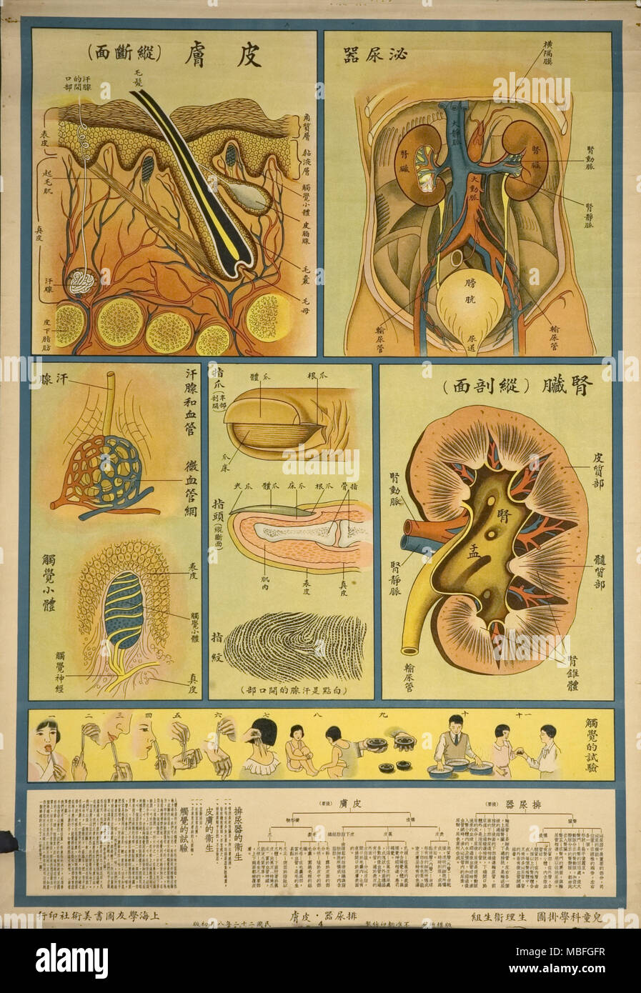 Anatomie et Histologie des voies urinaires Banque D'Images