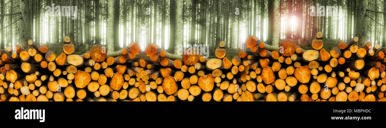 DE - La Bavière : Pile de nouveau couper du bois près de Bad Toelz, Bavière, Allemagne. Banque D'Images