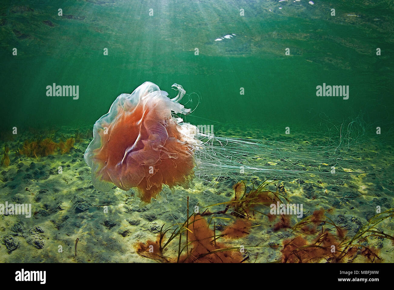 Crinière de lion (Cyanea capillata), dangereux, de la mer Baltique et de la mer, Allemagne Allemand Banque D'Images