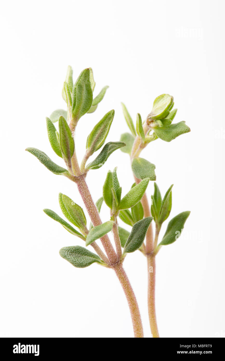 Thyme-Thymus vulgaris-d'un supermarché au Royaume-Uni pour assaisonner différentes recettes. Banque D'Images