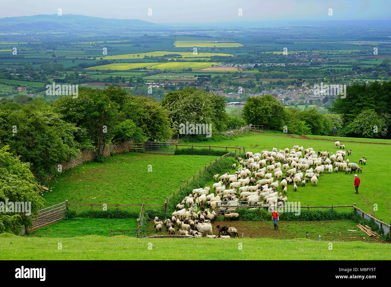 Compter les moutons sur Broadway Hill Banque D'Images