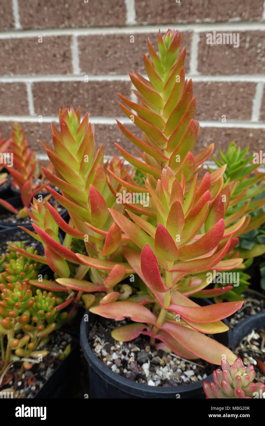 Crassula Capitella succulentes de camp Banque D'Images
