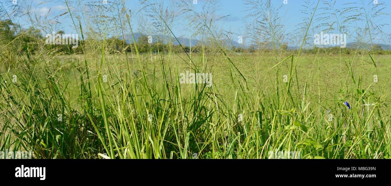 Parc de conservation commune Ville Townsville, QLD, Australie, Pallarenda Banque D'Images