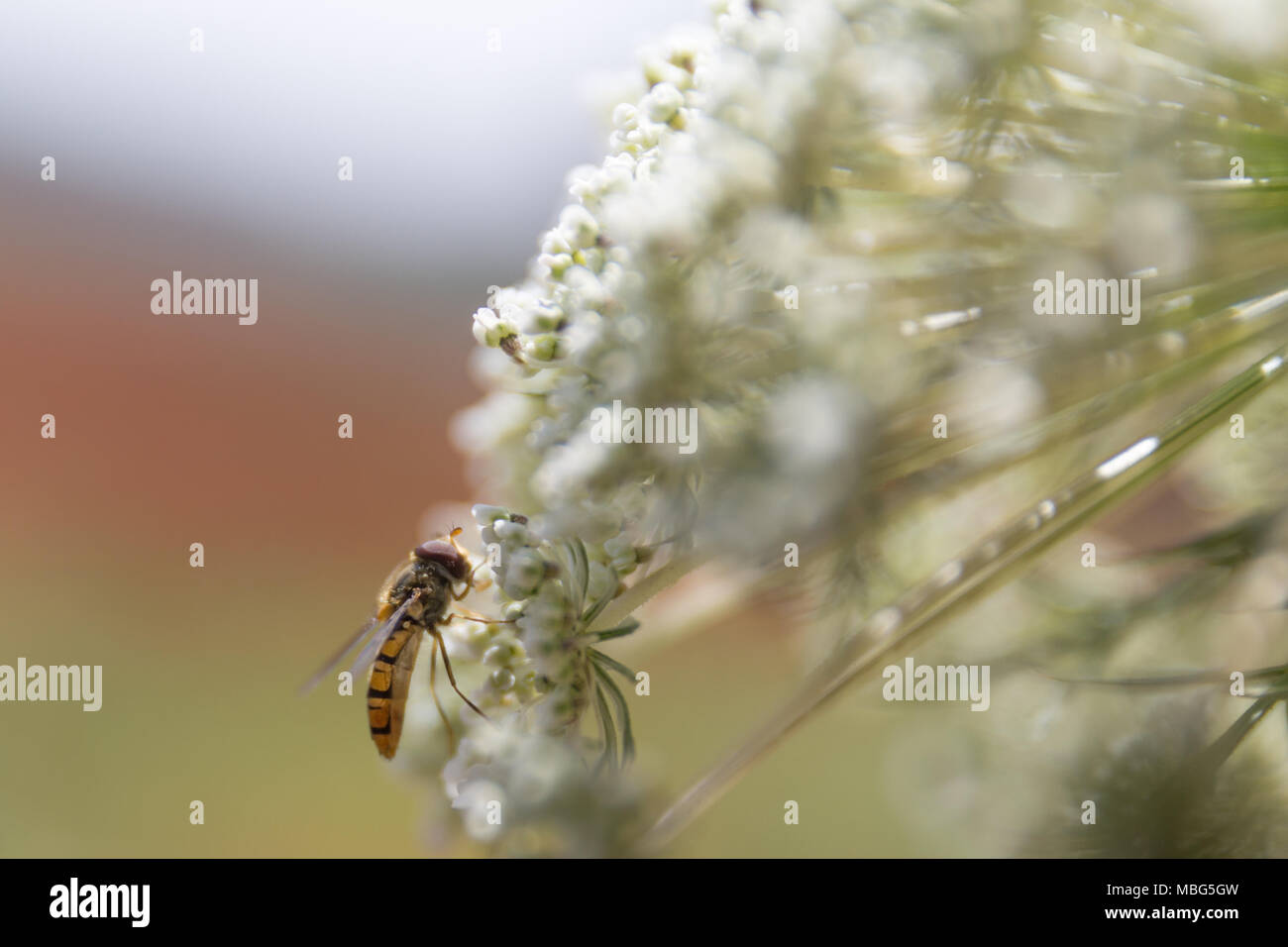 Nectering au miel, les merveilles de la nature Banque D'Images