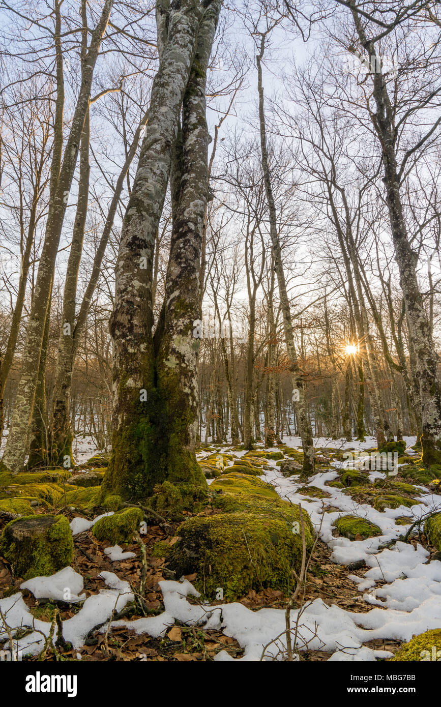 C'est une forêt d'une légende elfic, au coucher du soleil d'une froide journée d'hiver Banque D'Images