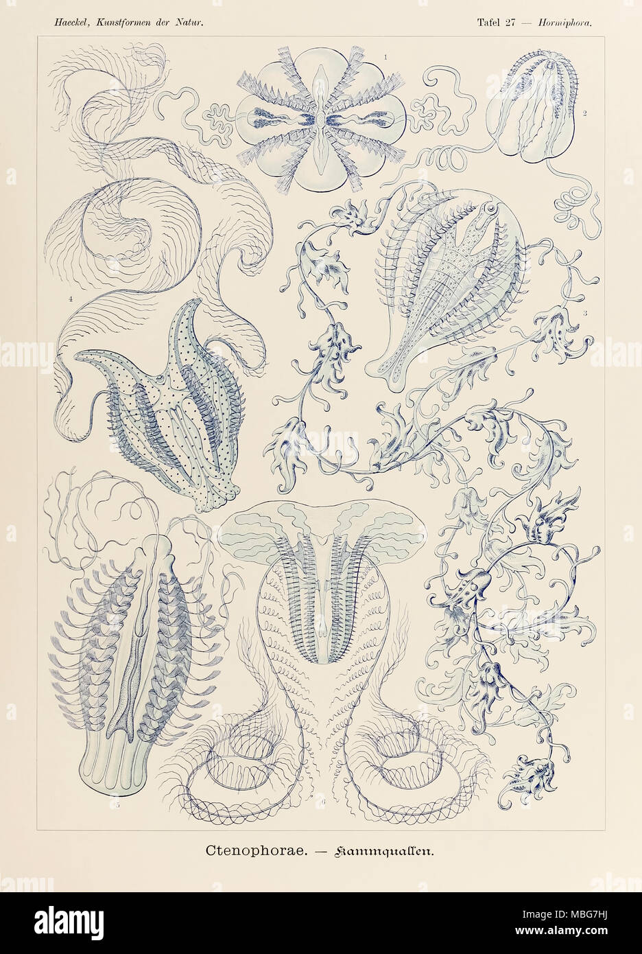 Hormiphora Ctenophorae 27 Plaque de 'Kunstformen der Natur' (formes d'art dans la Nature) illustrée par Ernst Haeckel (1834-1919). Voir plus d'informations ci-dessous. Banque D'Images