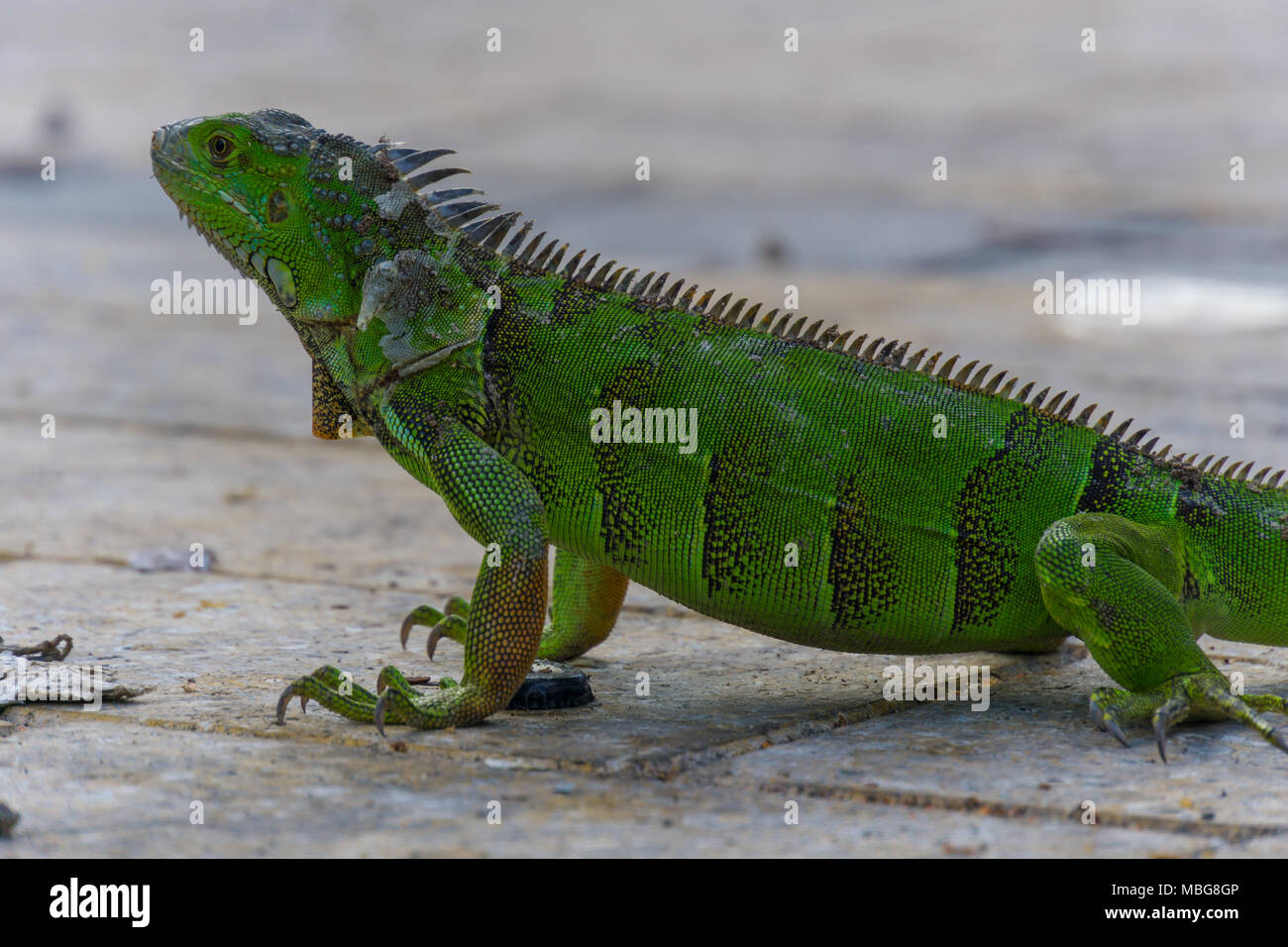 USA, Floride, lézard vert iguane géant, vue latérale sur le sol Banque D'Images