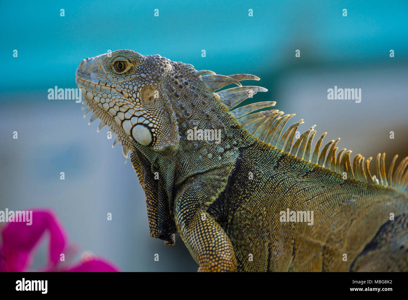 USA, Floride, iguane lézard tropical géant, side view close up in garden Banque D'Images