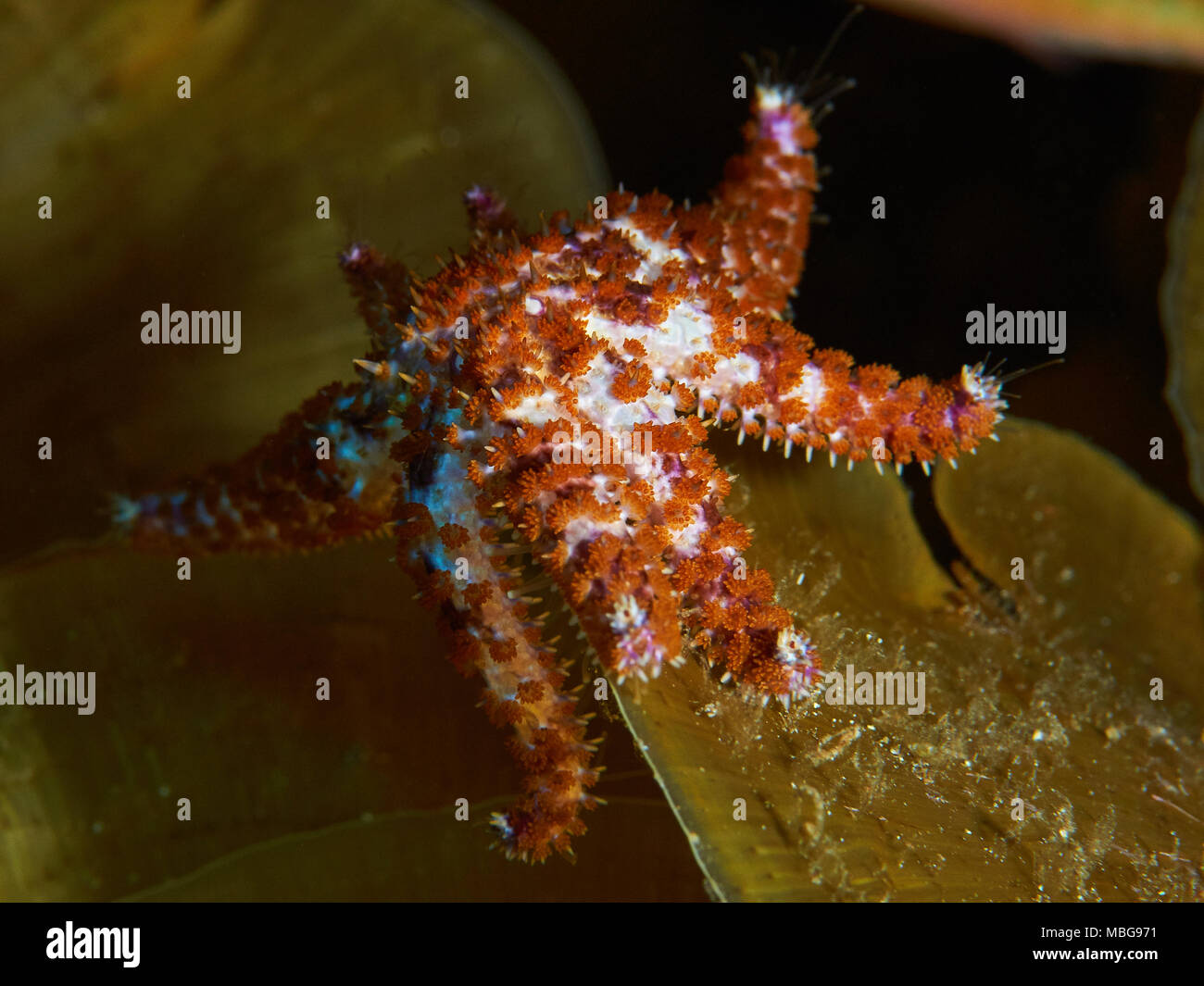 Étoiles de mer bleues (Coscinasterias tenuispina) dans la réserve marine de Mar de las Calmas (El Hierro, îles Canaries, mer Atlantique, Espagne) Banque D'Images