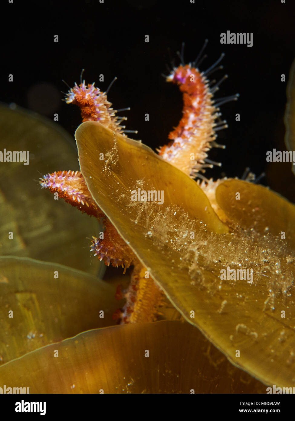 Étoiles de mer bleues (Coscinasterias tenuispina) dans la réserve marine de Mar de las Calmas (El Hierro, îles Canaries, mer Atlantique, Espagne) Banque D'Images
