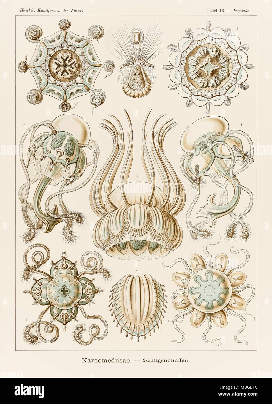 16 Pegantha Narcomedusae plaque de 'Kunstformen der Natur' (formes d'art dans la Nature) illustrée par Ernst Haeckel (1834-1919). Voir plus d'informations ci-dessous. Banque D'Images