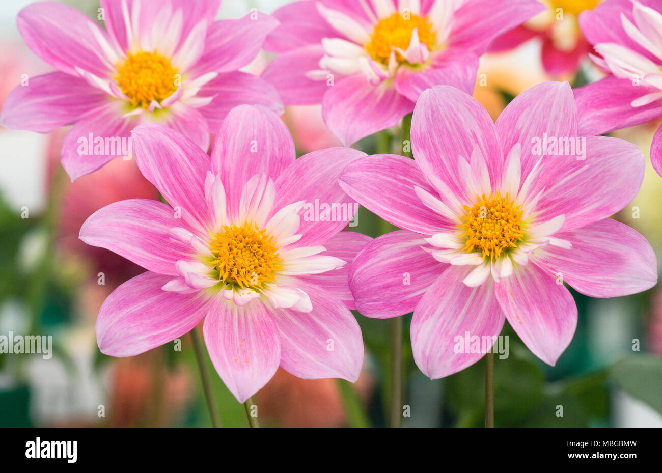 Dahlia fleurs rose Pat et de PERC. Banque D'Images