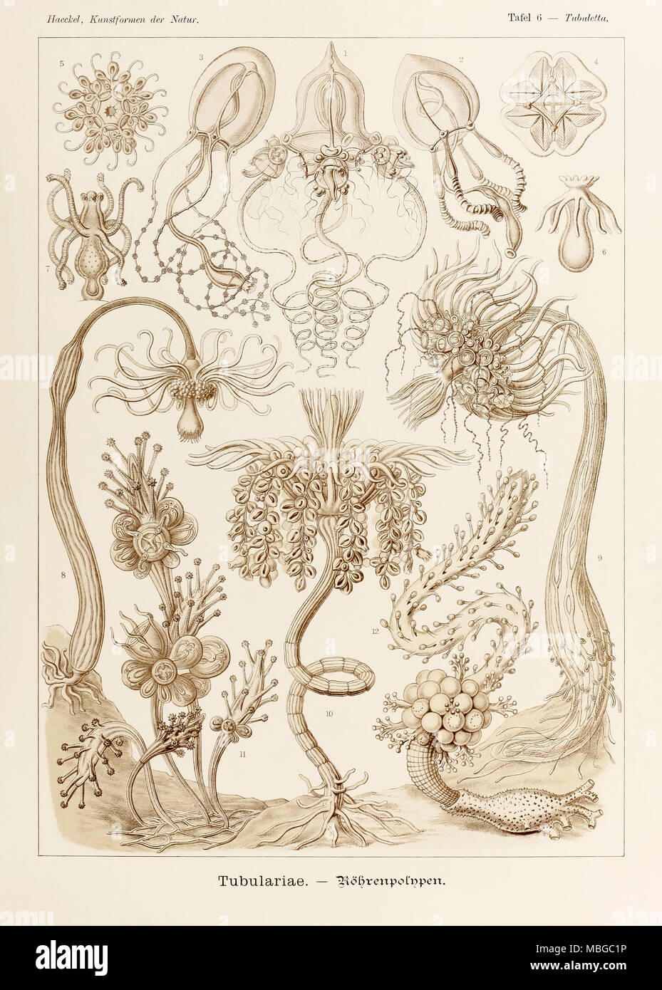 Tubuletta Tubulariae 6 plaque de 'Kunstformen der Natur' (formes d'art dans la Nature) illustrée par Ernst Haeckel (1834-1919). Voir plus d'informations ci-dessous. Banque D'Images