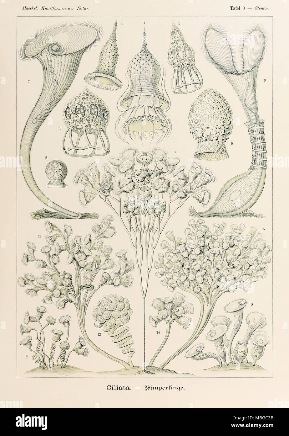 3 Plaque de Stentor Ciliata 'Kunstformen der Natur' (formes d'art dans la Nature) illustrée par Ernst Haeckel (1834-1919). Voir plus d'informations ci-dessous. Banque D'Images