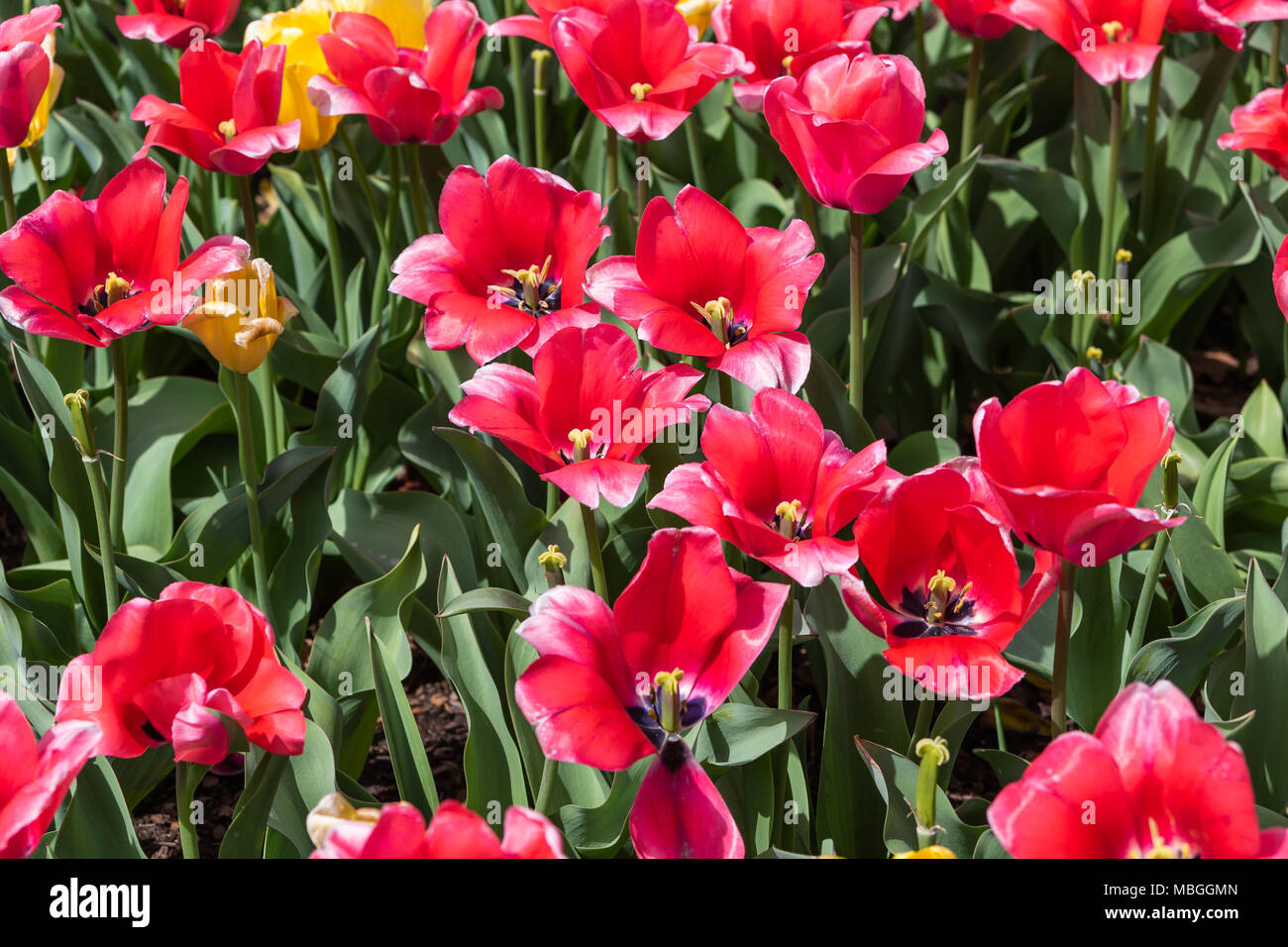 Tulipes rouges et jaunes en fleur. Banque D'Images
