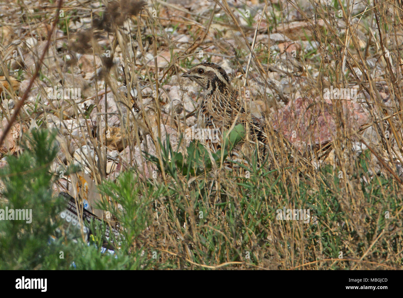 La caille japonaise (Coturnix japonica) adultes migrants dans la végétation par Beidaihe beach, Hebei, Chine mai Banque D'Images
