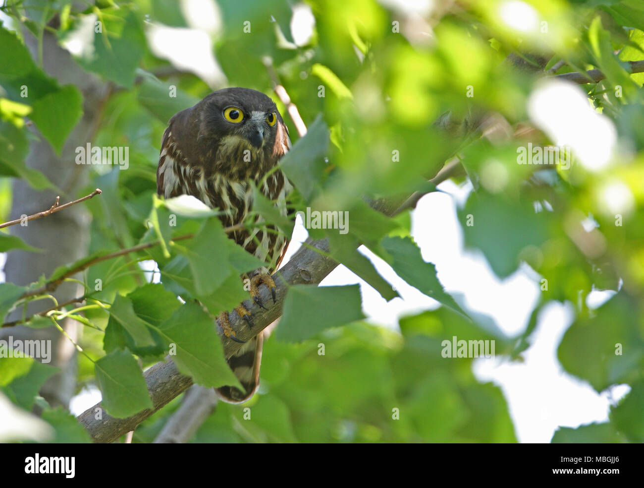 Brown-Hawk Owl Ninox scutulata (florensis) adulte perché sur Branch, la Chine peut Hebei Banque D'Images