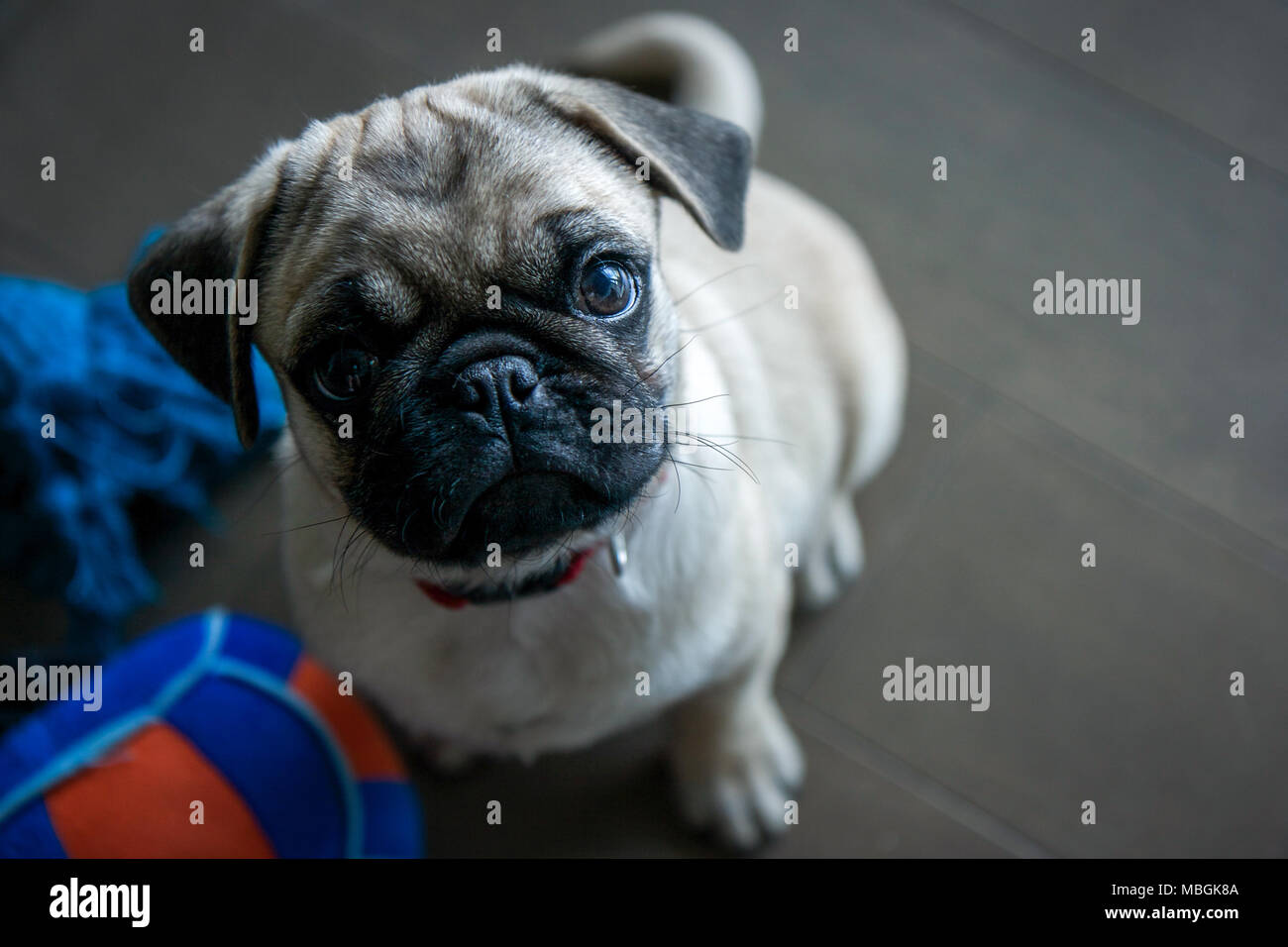 Chiot Pug regardant vers le haut Banque D'Images