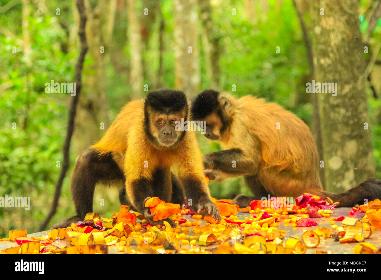 Tufter ou Brown singes capucins. Deux singes manger des fruits dans la forêt, Apella Cebus espèces vivant en Amérique du Sud, entre la Colombie et le Venezuela au sud de la forêt amazonienne. Banque D'Images