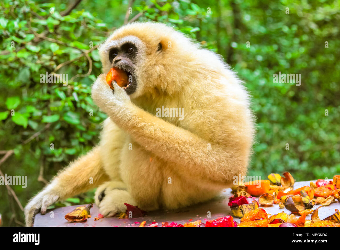 Main blanche ou Gibbons singe. Gibbon manger des fruits dans la forêt, Hylobates Lar espèces vivant en Indonésie, Laos, Malaisie, Myanmar et la Thaïlande dans les forêts tropicales humides. Banque D'Images