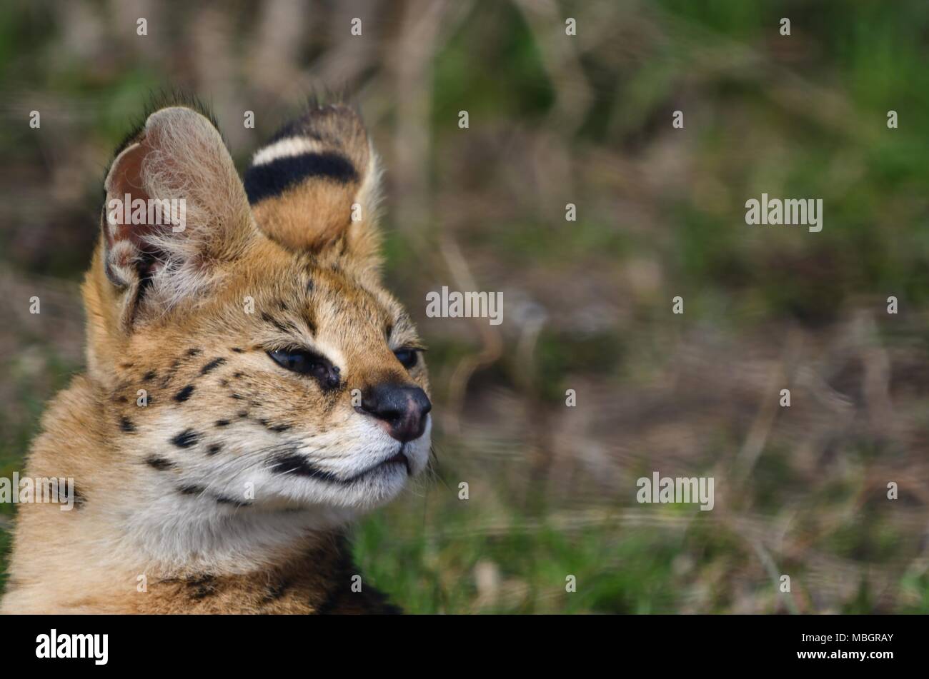 Chat Serval Noir Banque D Image Et Photos Alamy Chat Serval Noir Banque D Image Et Photos Alamy
