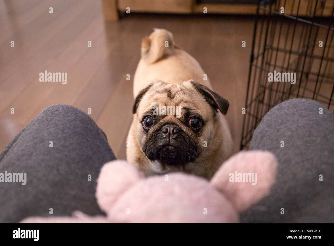 Le PUG prêt à attaquer Toy Banque D'Images