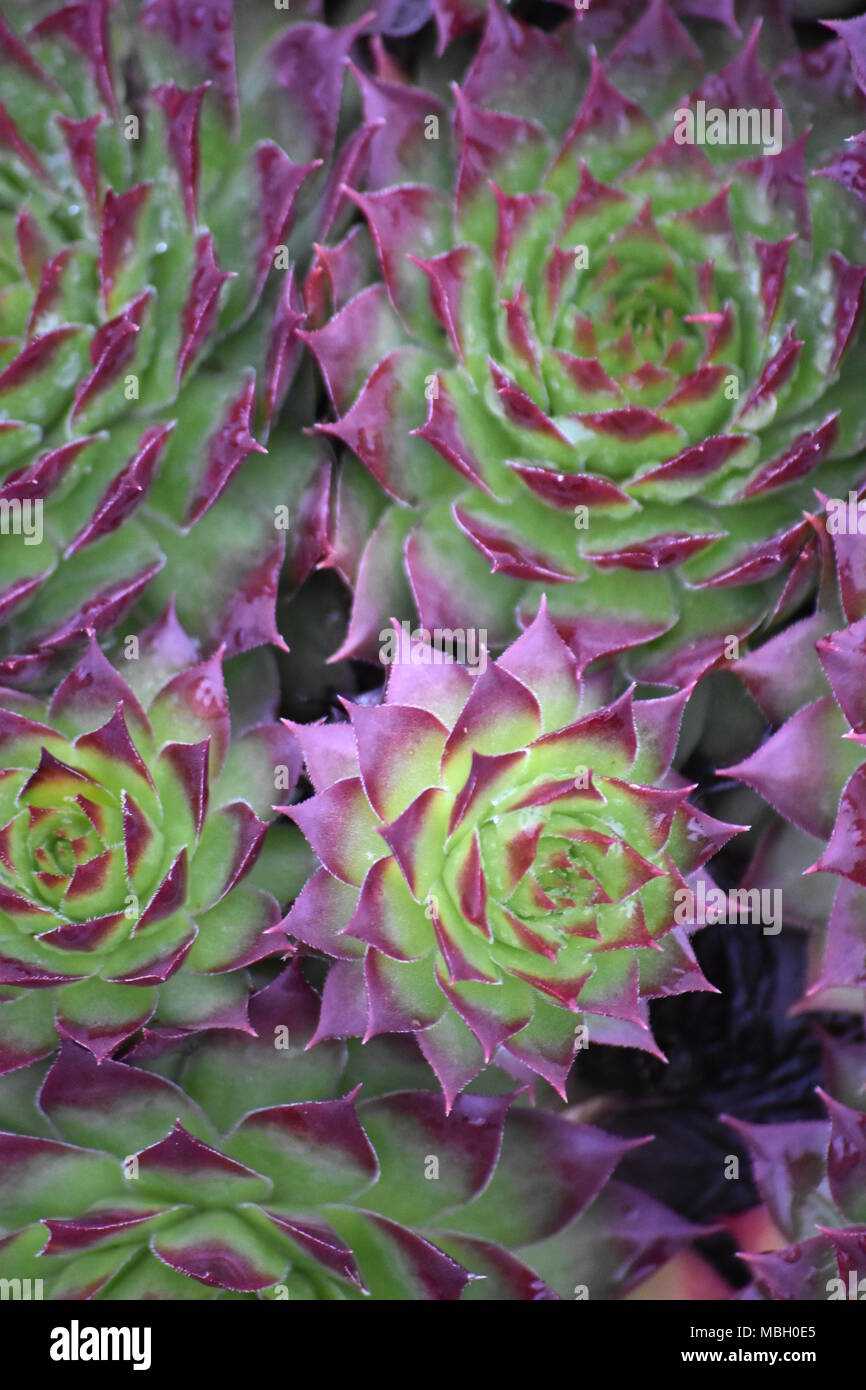 plantes succulentes Banque D'Images