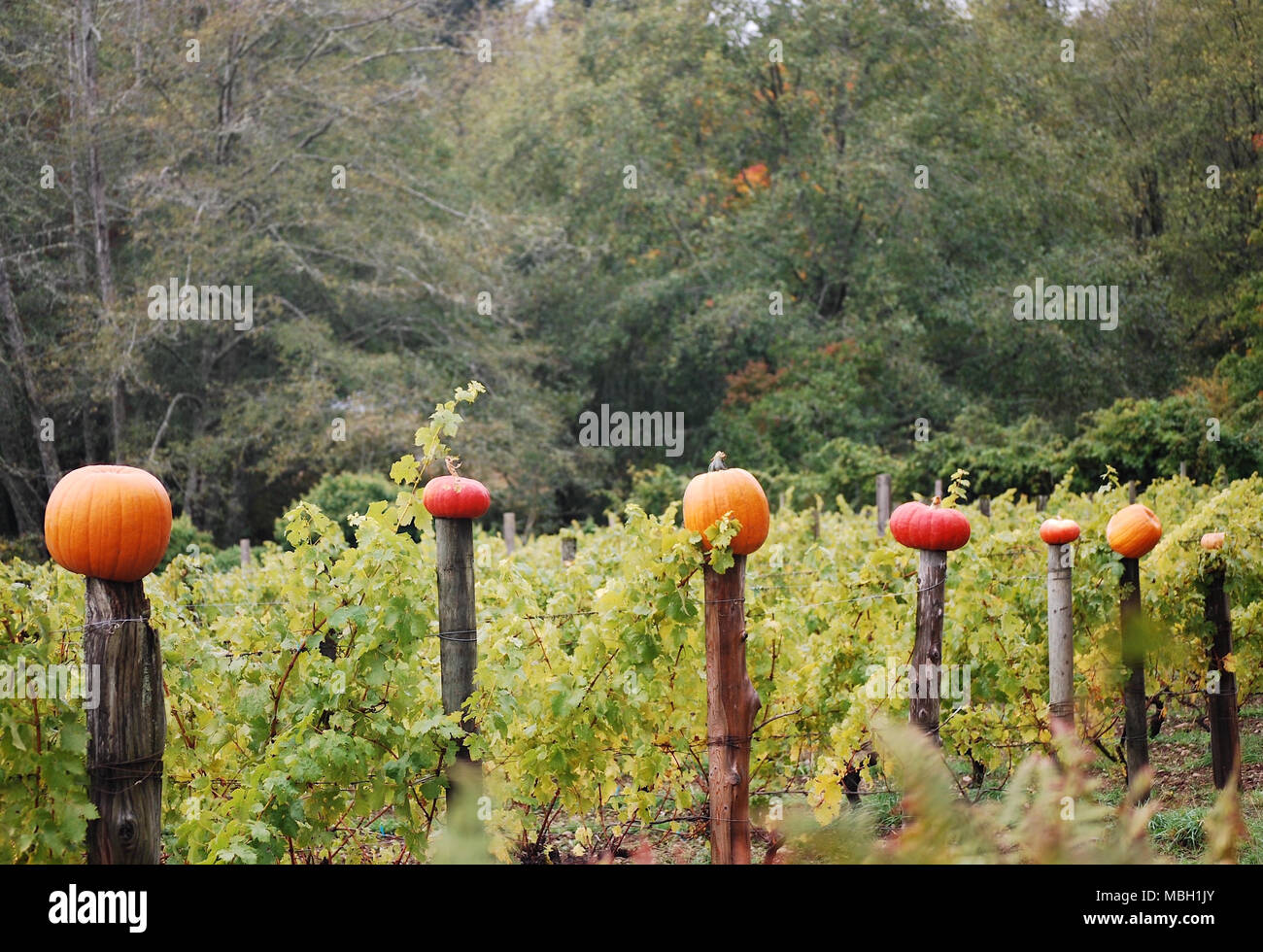 Pumpkins affichés sur les poteaux de clôture dans une winery vineyard Banque D'Images