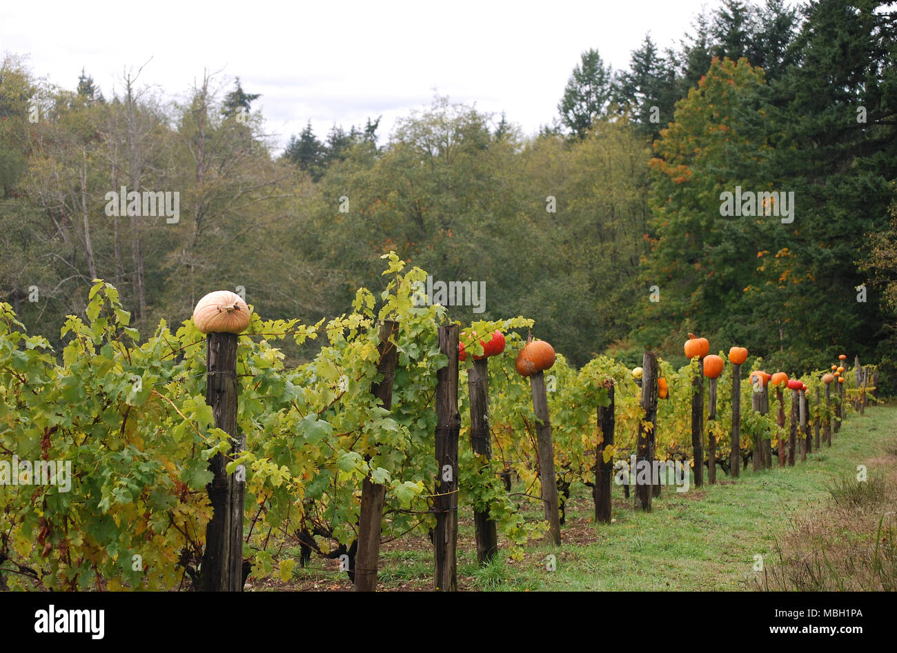 Pumpkins sur poteaux de clôture dans un vignoble Banque D'Images