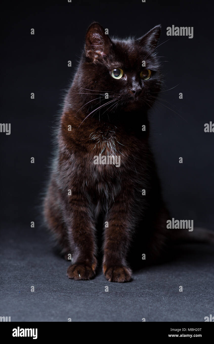 Chat Noir Sur Un Fond Noir Photo Stock Alamy Chat Noir Sur Un Fond Noir Photo Stock Alamy