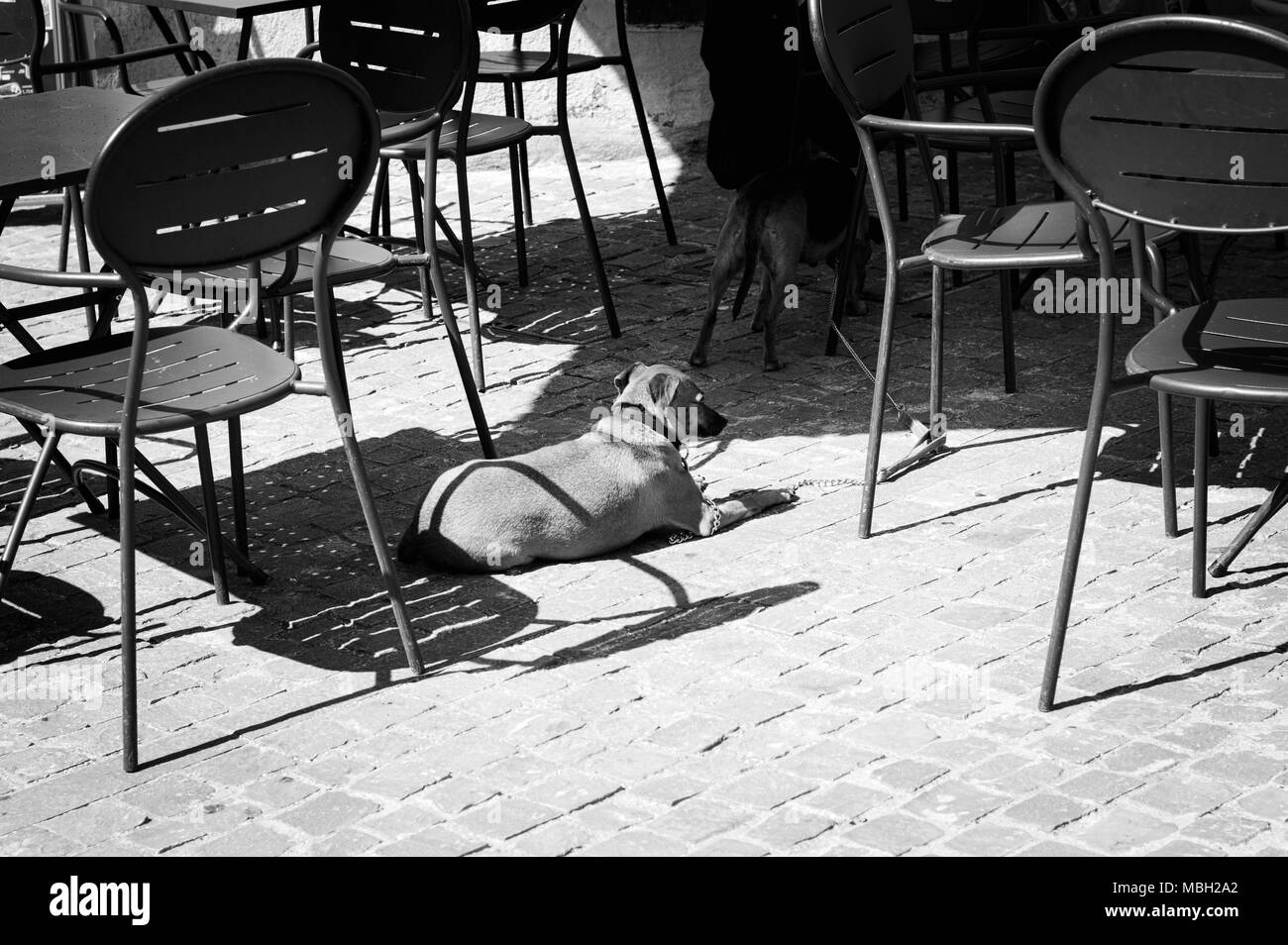 Les chiens isolés dans un bar près de chaises (Spello, Ombrie, Italie) Banque D'Images