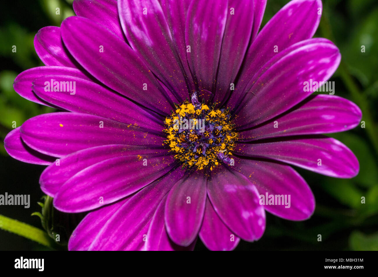 Dimanche River daisy, Van Staden's River, Daisy Daisy blanc bush, Dimorphoteca ecklonis Banque D'Images