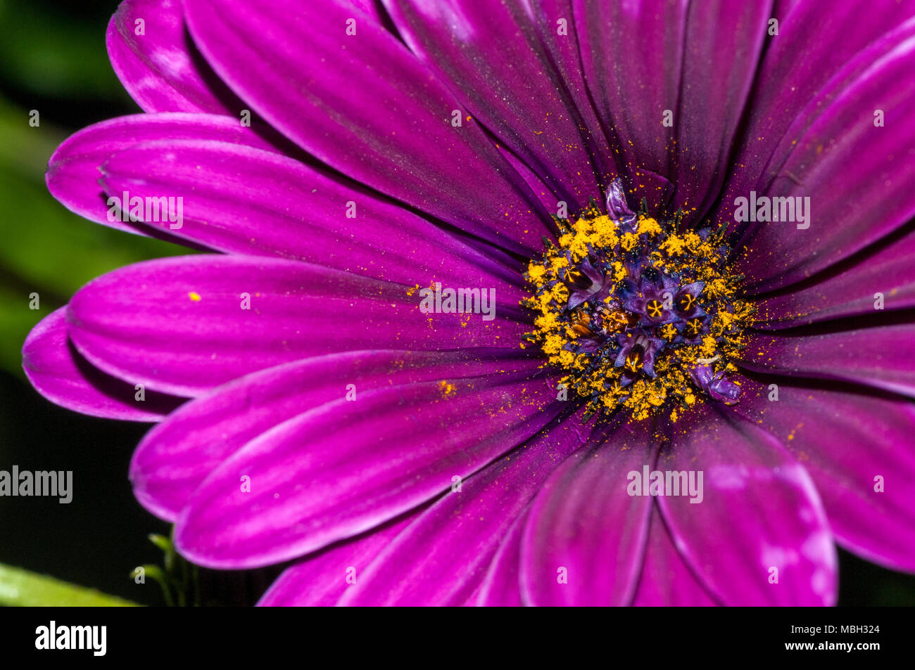 Dimanche River daisy, Van Staden's River, Daisy Daisy blanc bush, Dimorphoteca ecklonis Banque D'Images