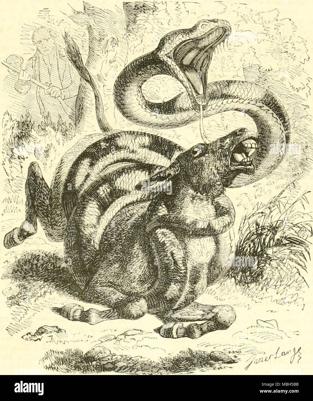 'Le Jardin des Plantes : description' (1851) Banque D'Images