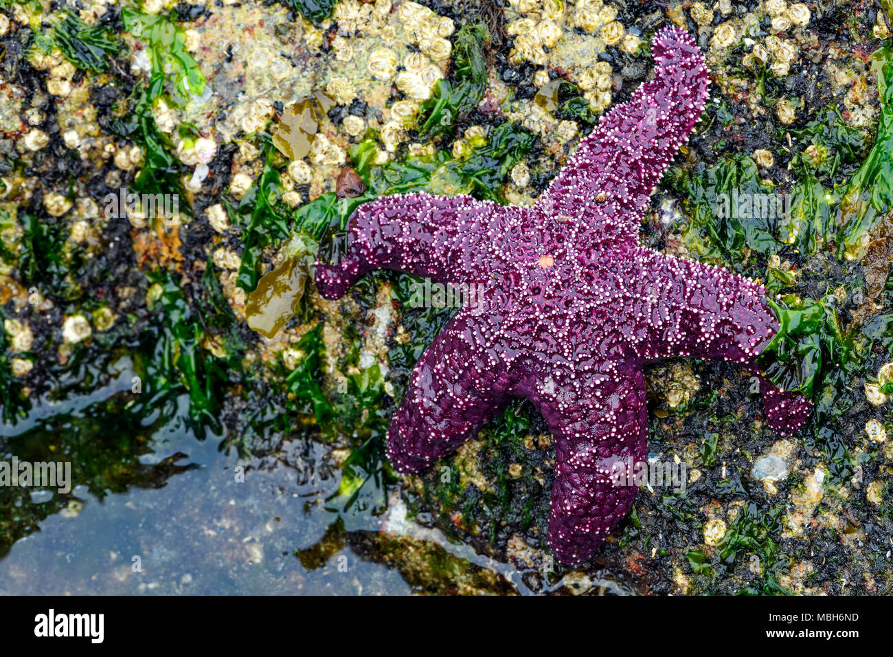 Starfish Pisaster ochraceus (ocre) également connu sous le nom de l'étoile de mer pourpre à Whytecliff park, British Columbia, Canada Banque D'Images