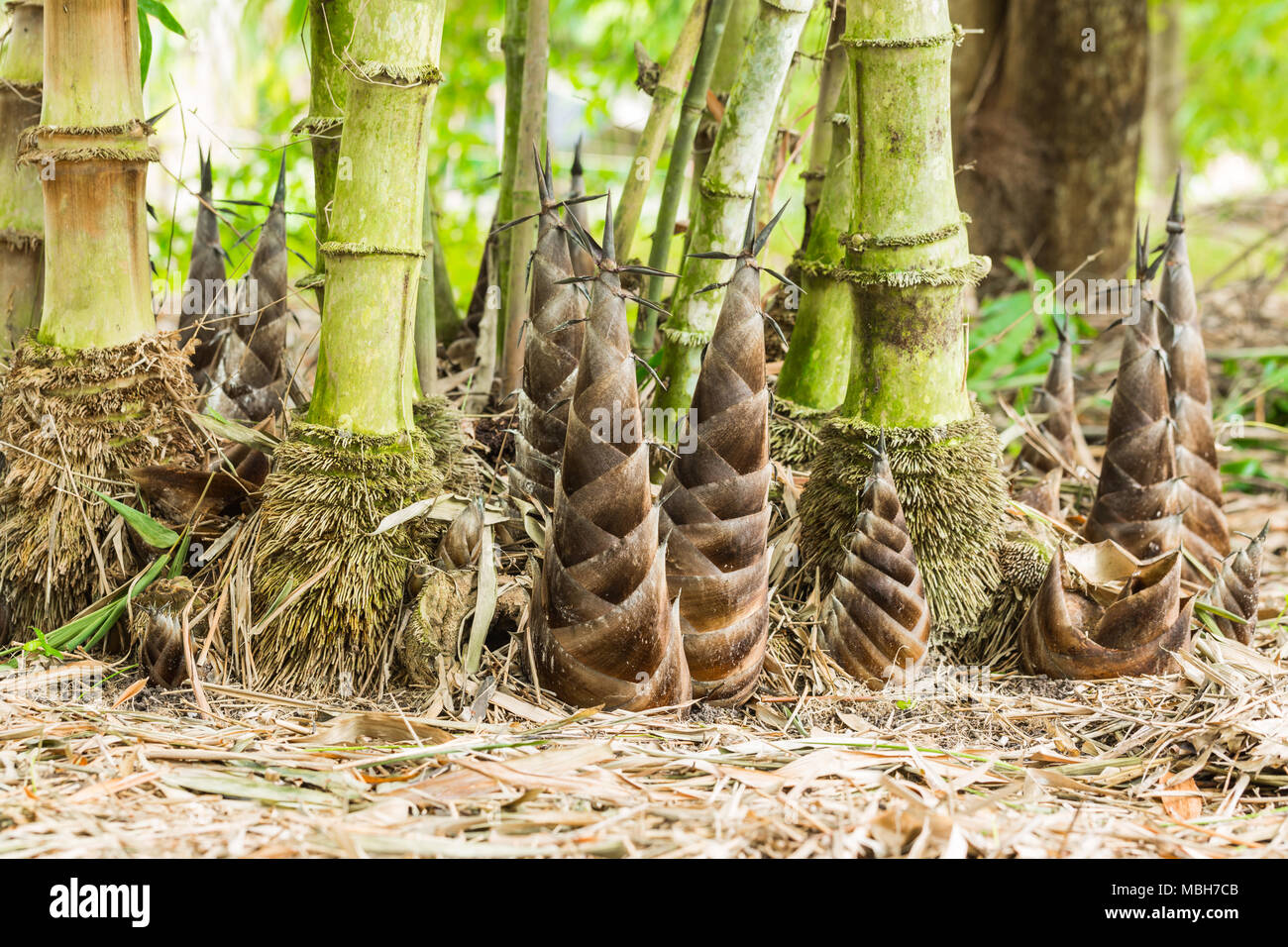 Les pousses de bambou dans la forêt tropicale Banque D'Images