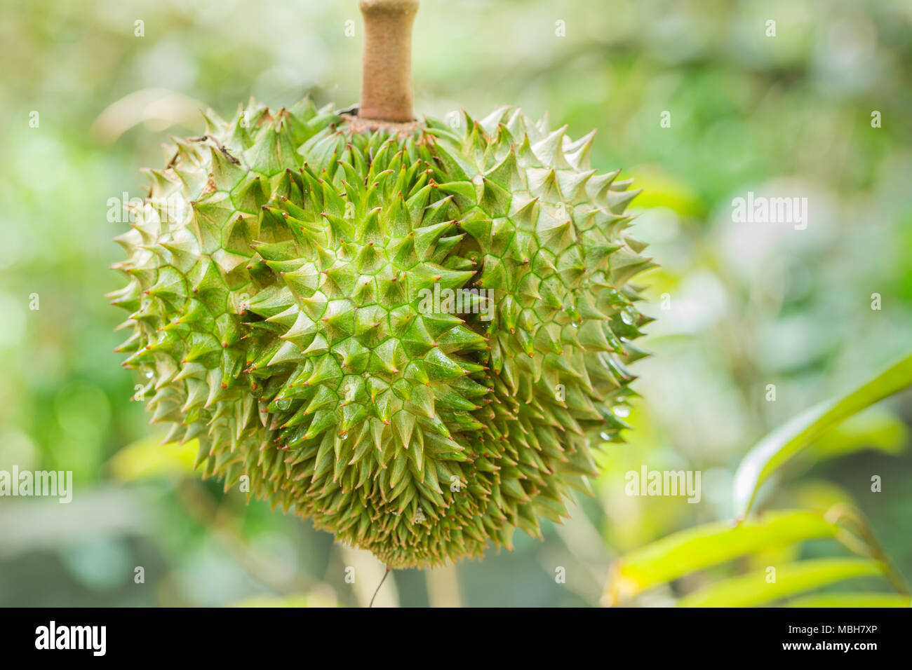 Durian fruit sur l'arbre - durian est considéré comme le roi des fruits tropicaux Banque D'Images