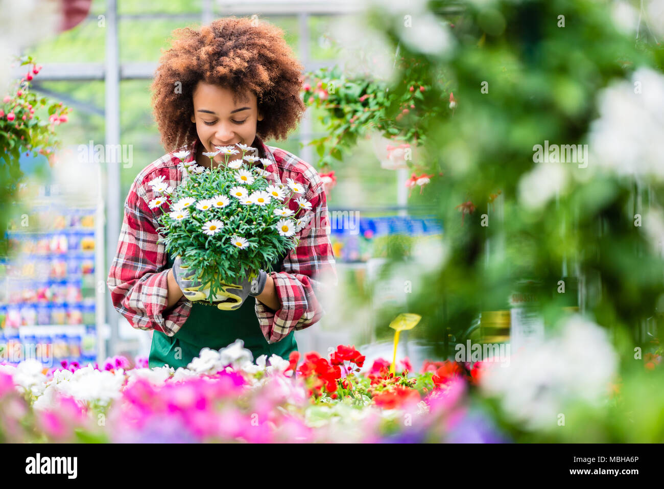 Smiling fleuriste tout en tenant une belle plante en pot de fleurs Daisy Banque D'Images