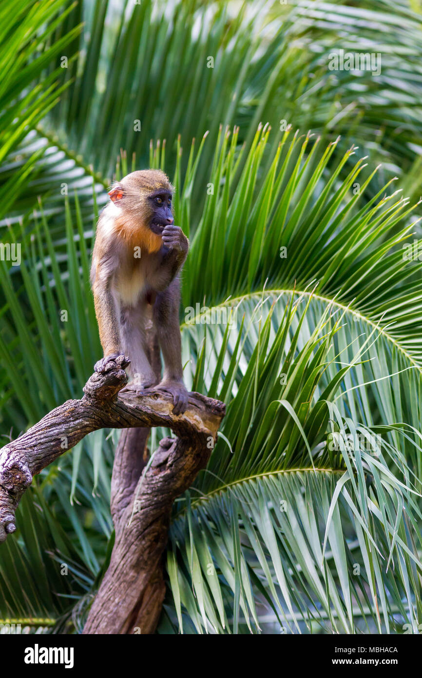 Un bébé babouin Mandrill s'amuser au zoo Banque D'Images