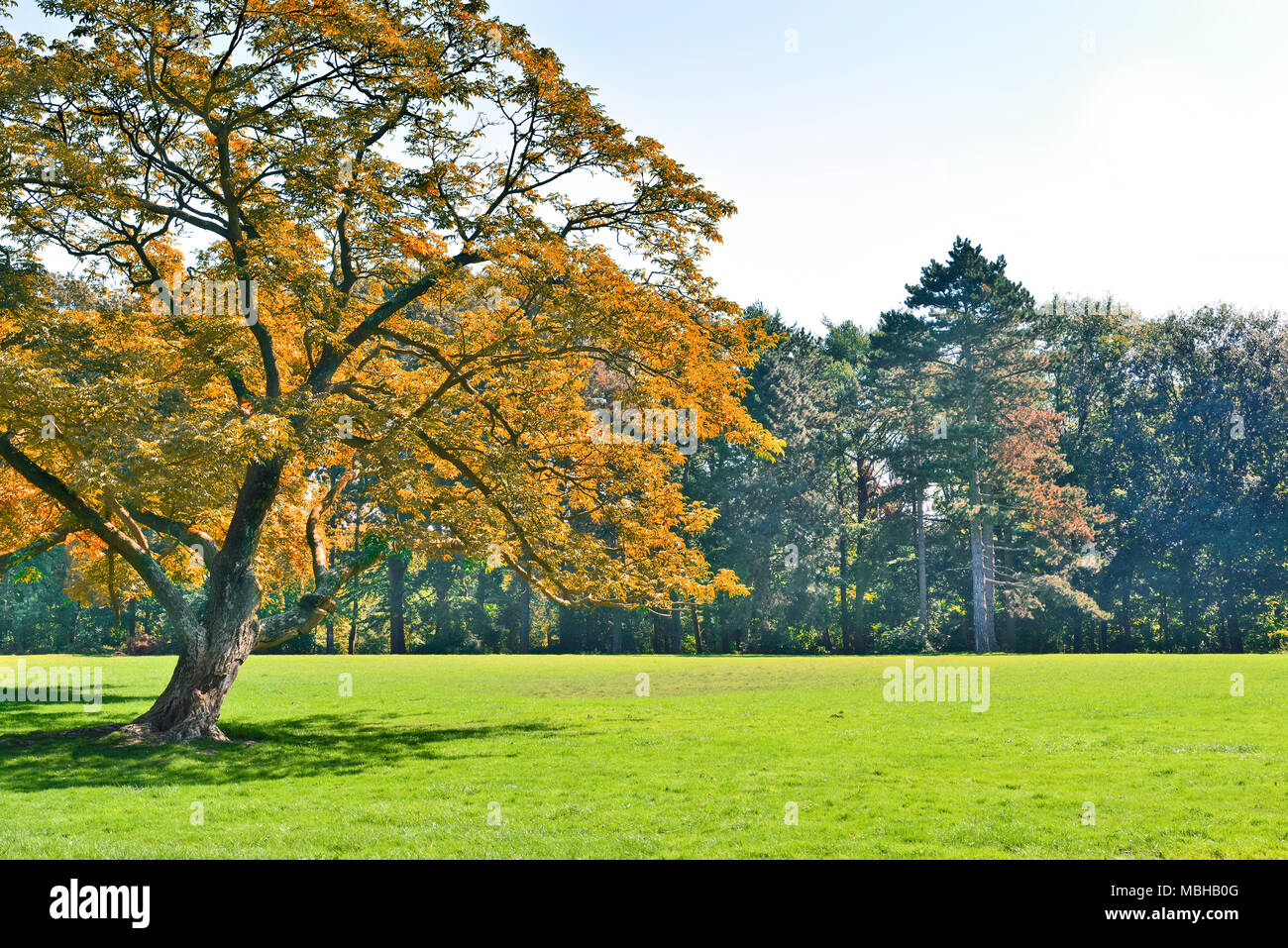 Autumn park scène avec arbre orange et vert prairie. Feuillage de l'automne et de copier l'espace. Banque D'Images