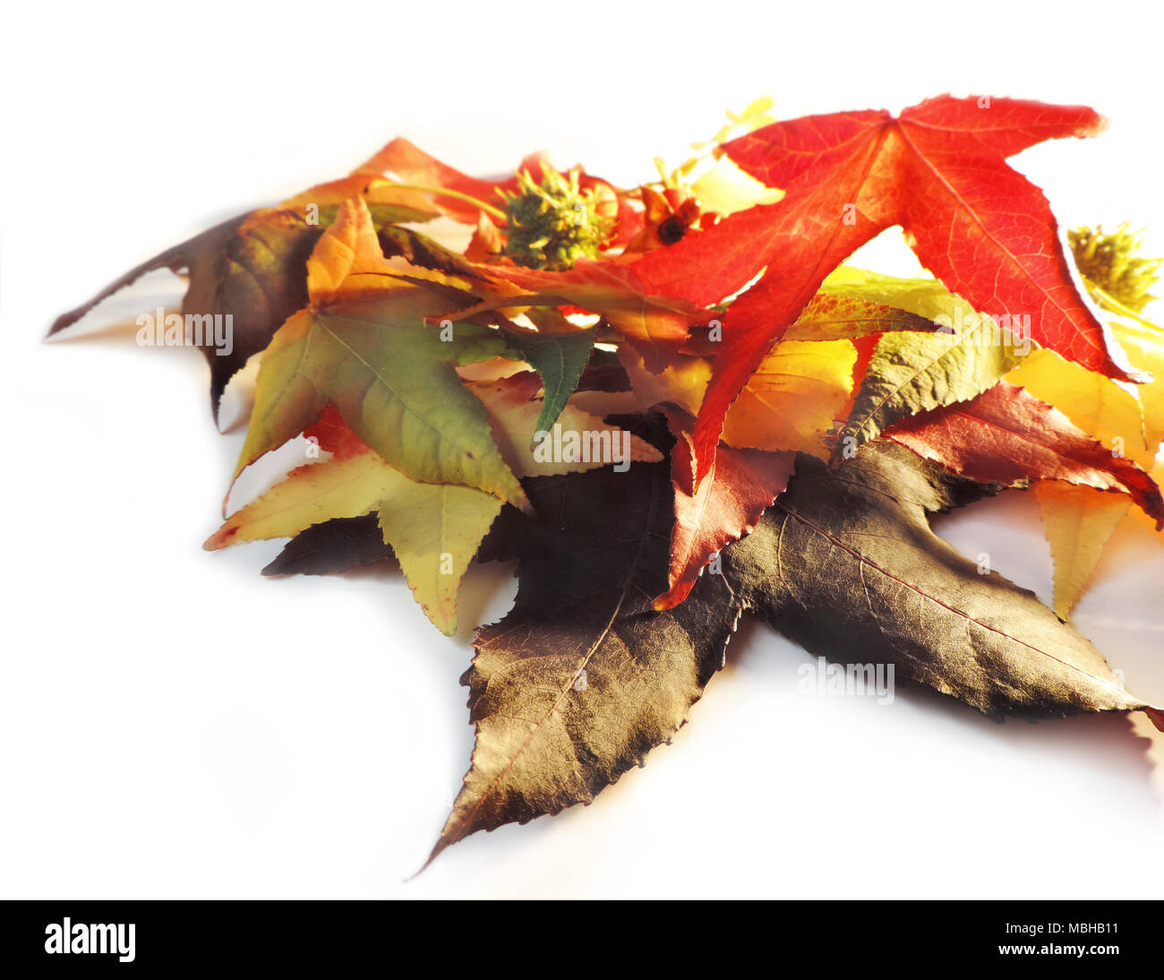 Les feuilles d'automne ou de l'automne feuillage, feuilles isolé sur fond blanc. Un automne feuilles, isolé sur blanc avec copie espace. Banque D'Images
