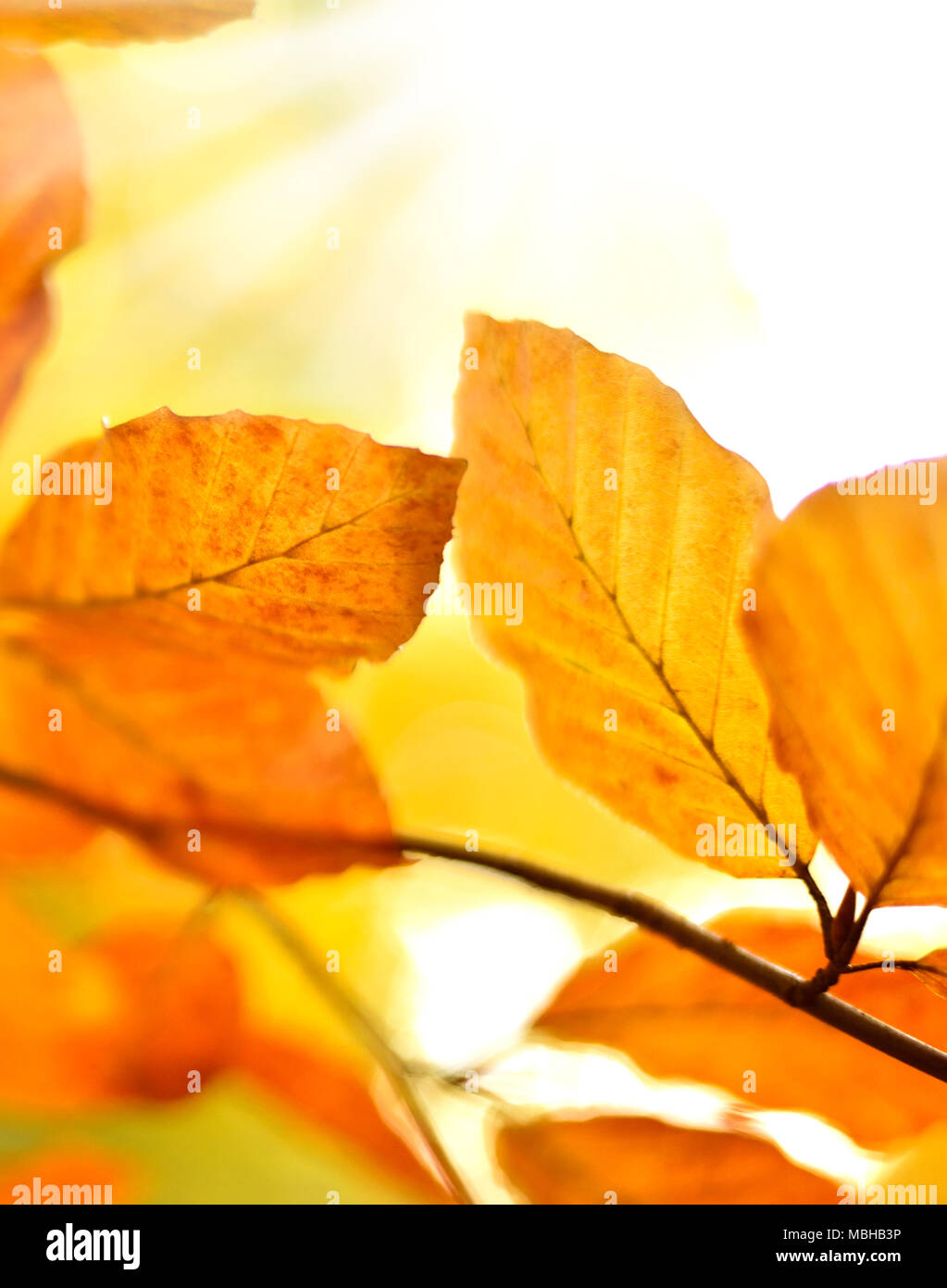 Les feuilles d'automne ou le feuillage avec arrière-plan flou et copiez l'espace. Feuilles de hêtre, nature de couleur orange. Banque D'Images