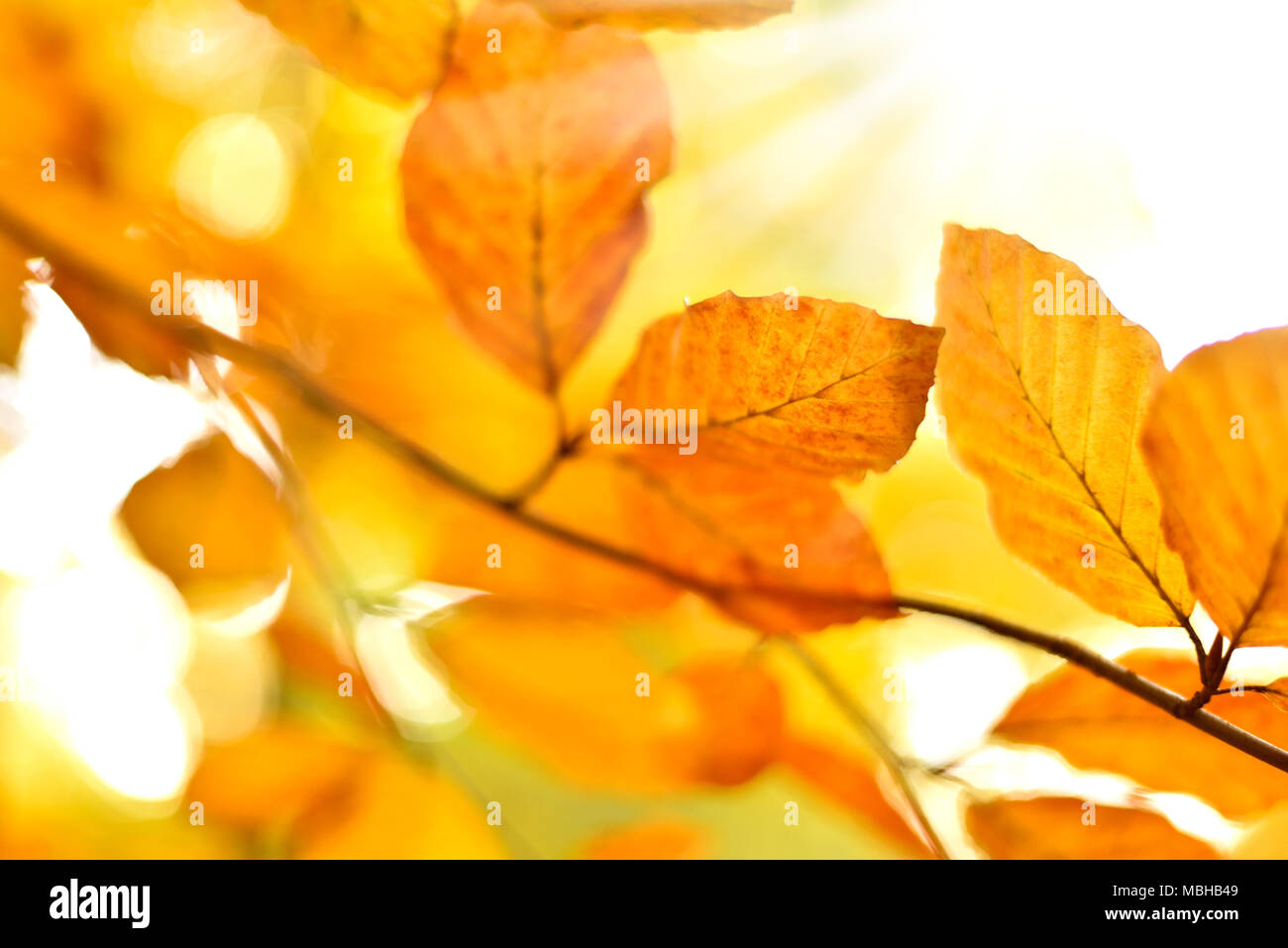 Les feuilles d'automne ou le feuillage avec arrière-plan flou et copiez l'espace. Feuilles de hêtre, nature de couleur orange. Banque D'Images