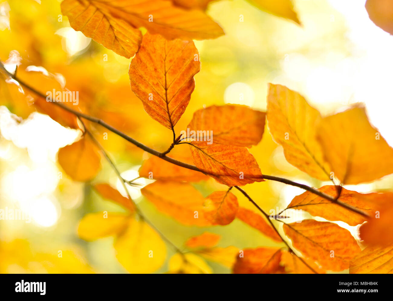Les feuilles d'automne ou le feuillage avec arrière-plan flou et copiez l'espace. Feuilles de hêtre, nature de couleur orange. Banque D'Images